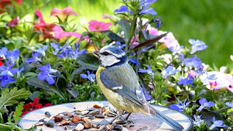 Attracting wildlife to your garden