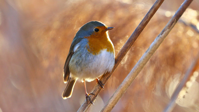 feeding-garden-birds-october-november