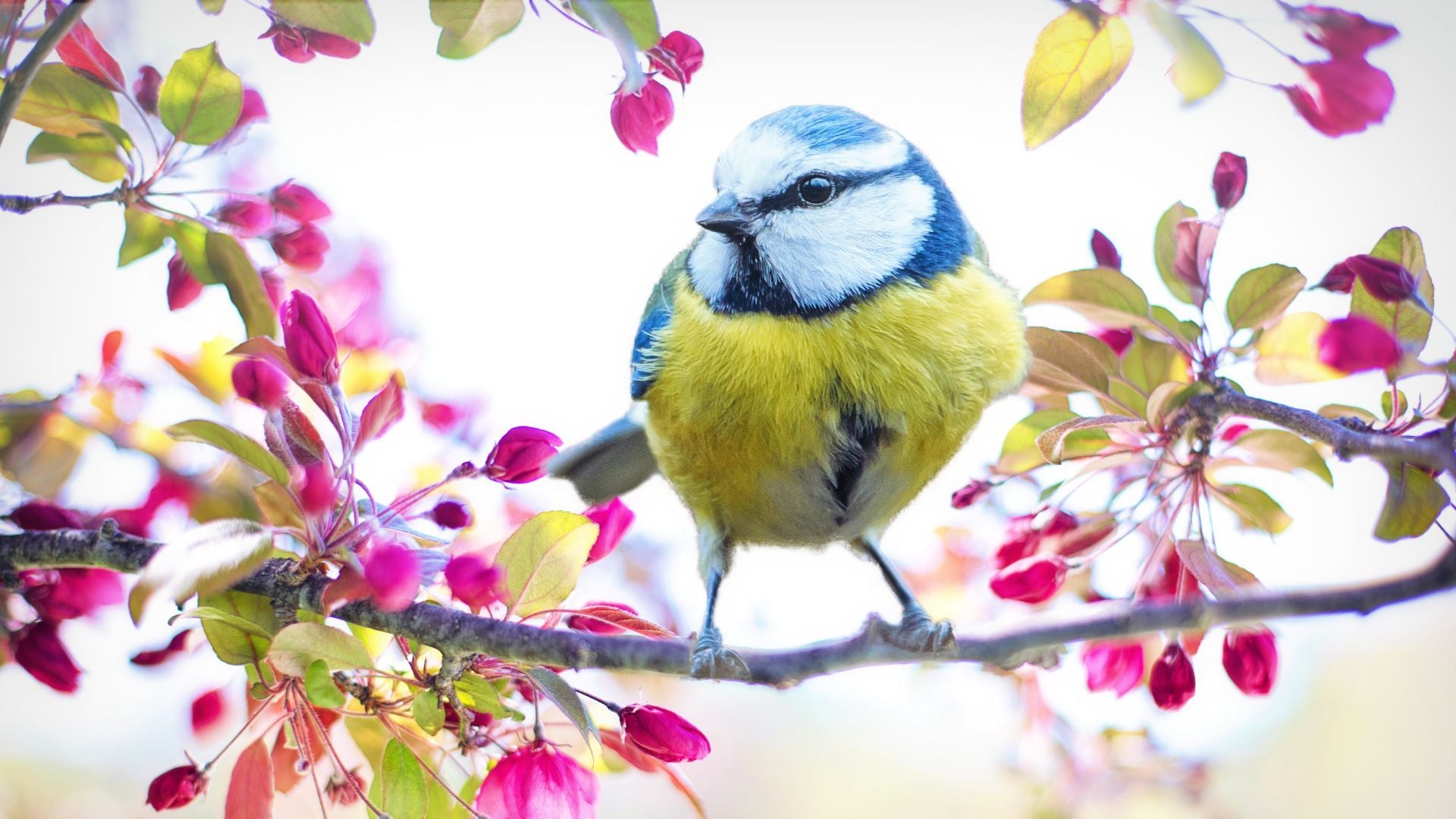 feeding-garden-birds-spring