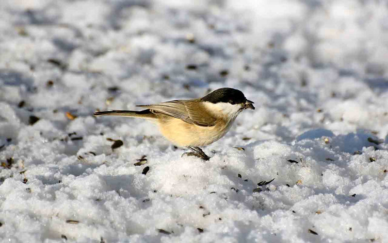 Feeding your birds in Winter