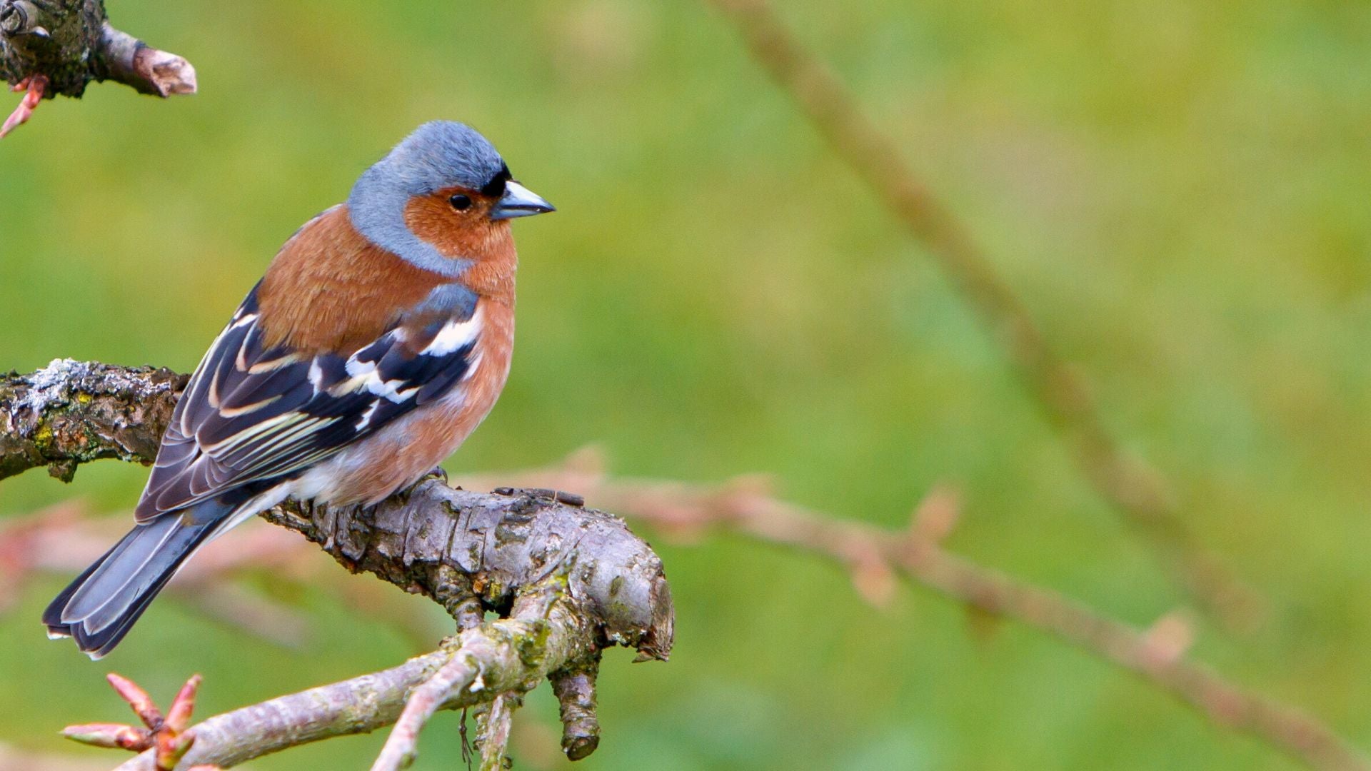 feeding-garden-birds-summer