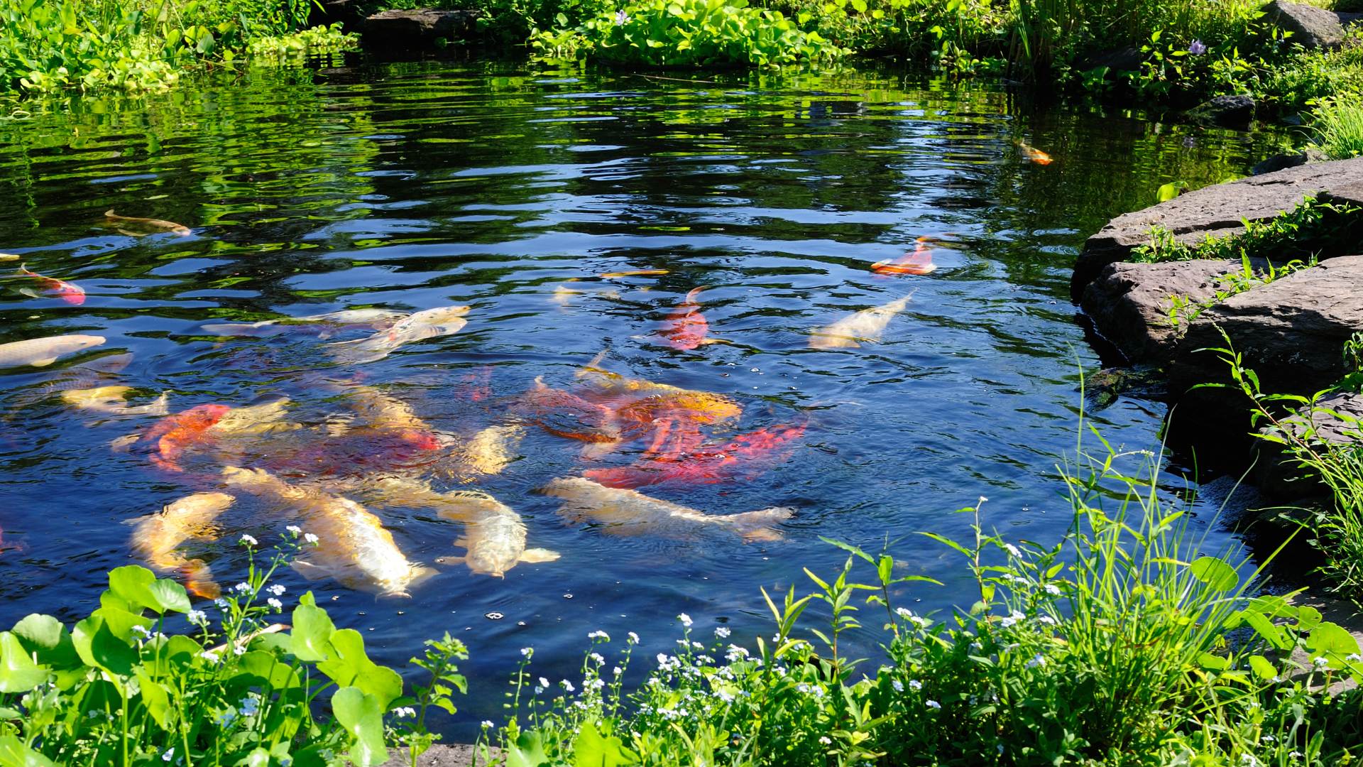 garden-pond