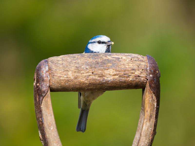 helping-nature-birds-fish-garden