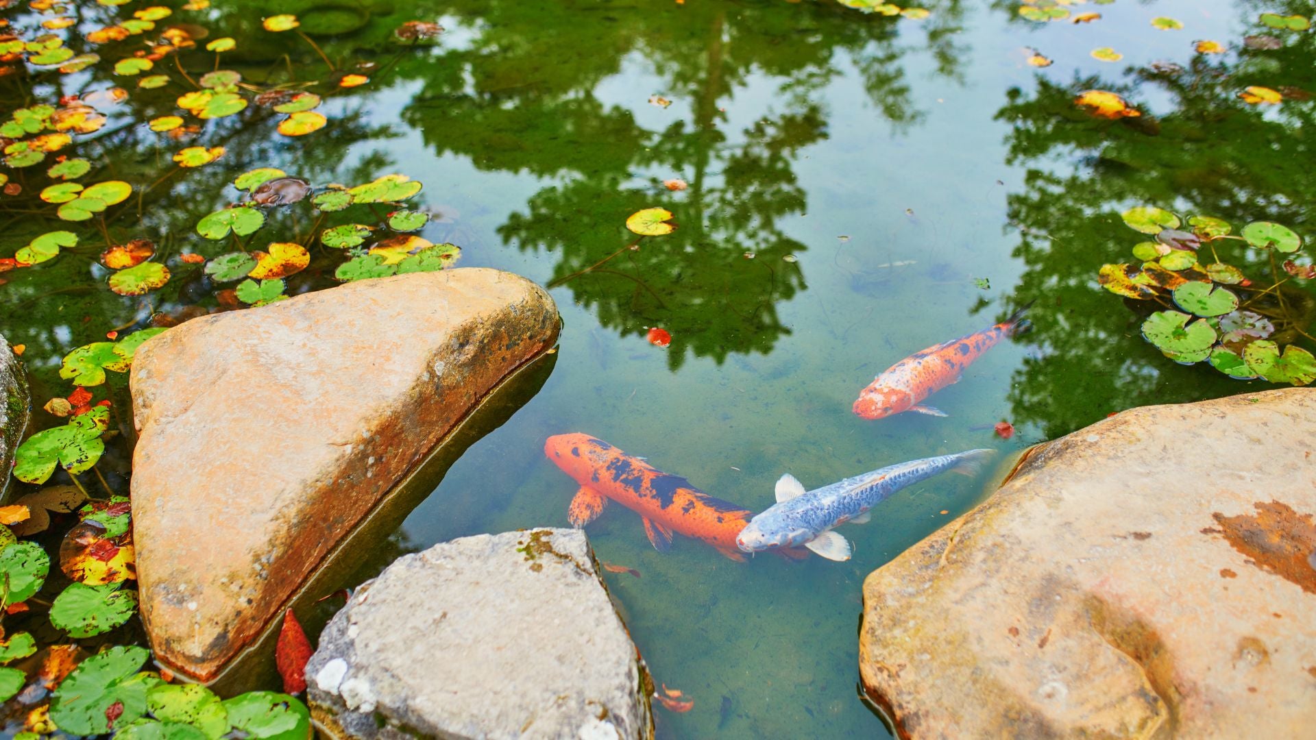 How to Manage Your Garden Pond and Pond Fish in Autumn