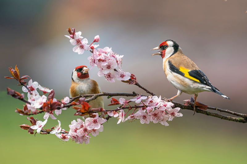 National Nest Box Week