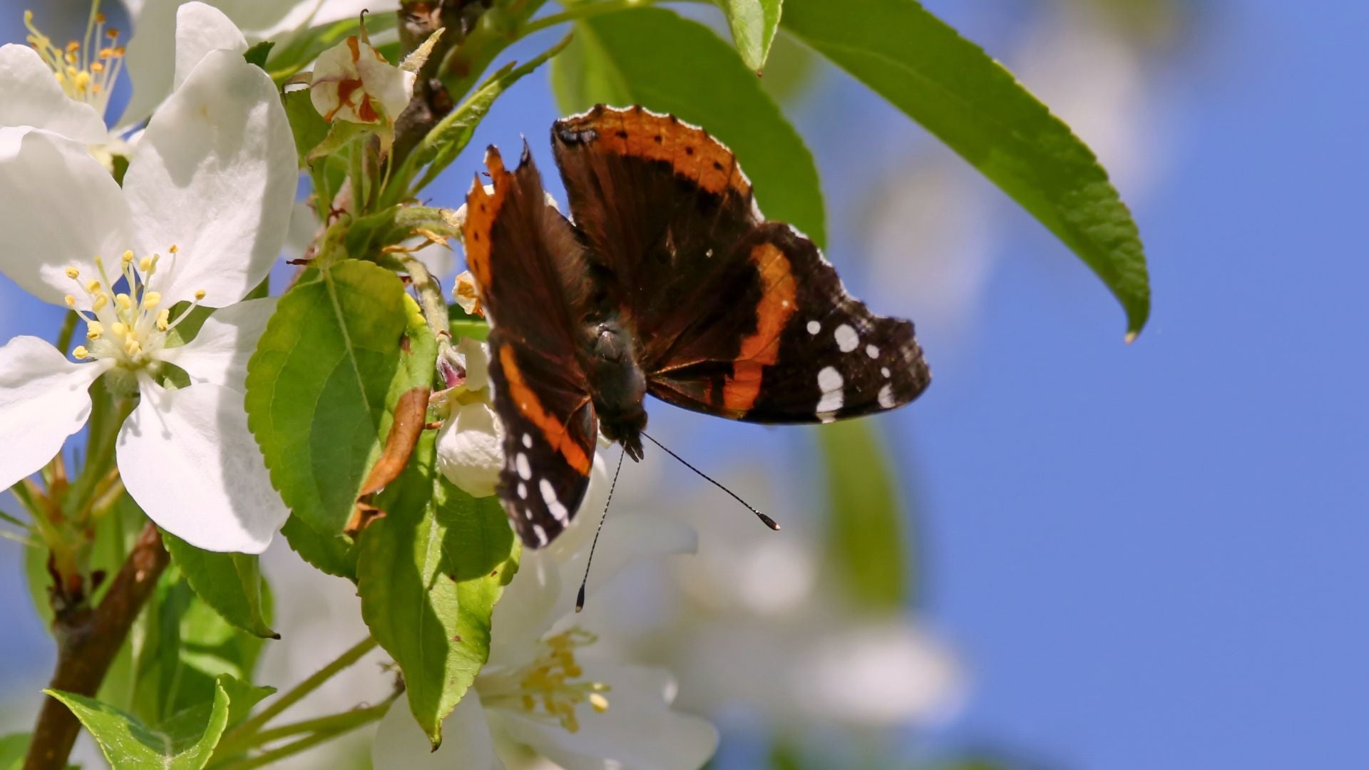 planting-for-wildlife