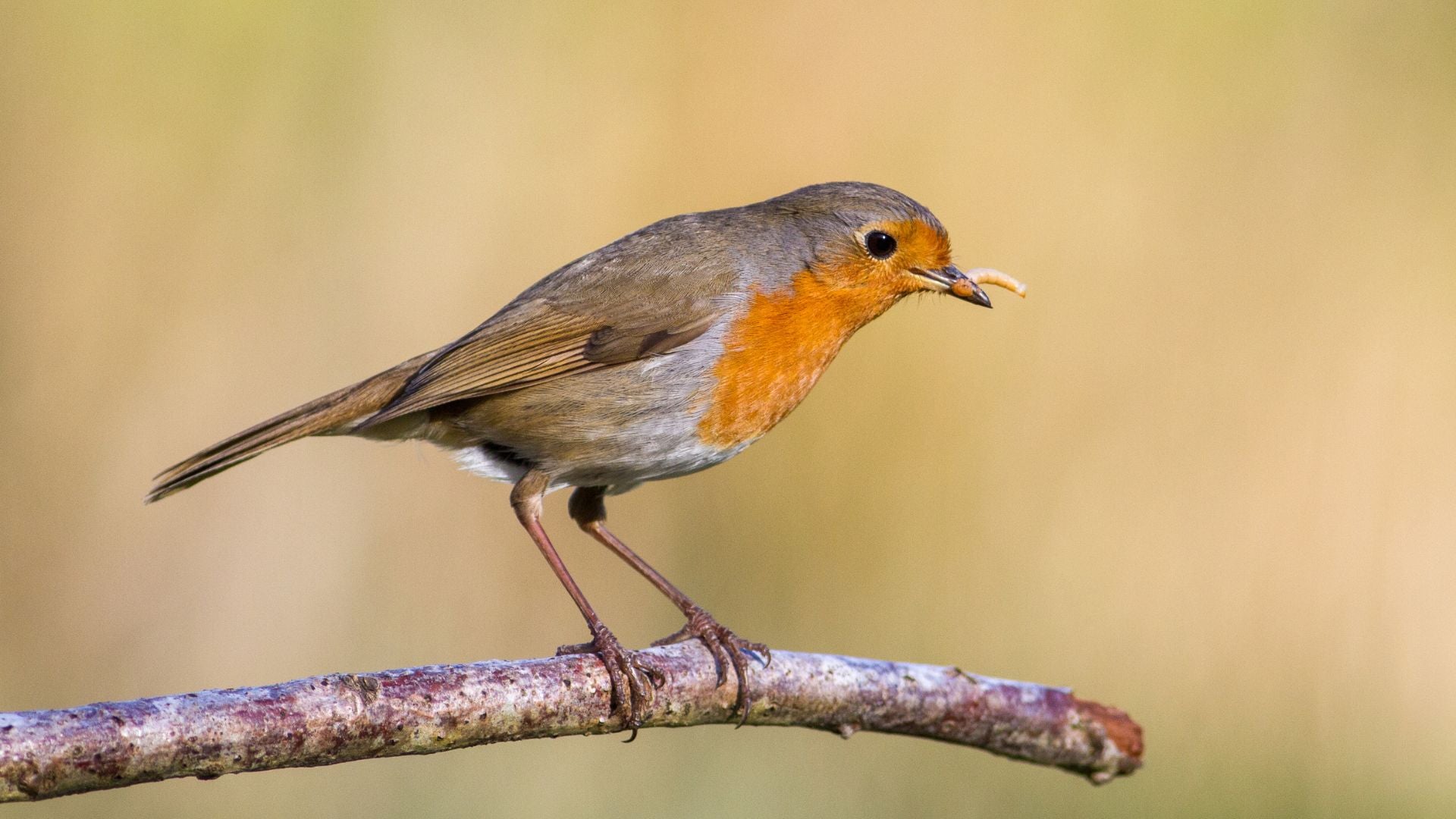 garden-wildlife-food-winter-mealworms-calci-worms