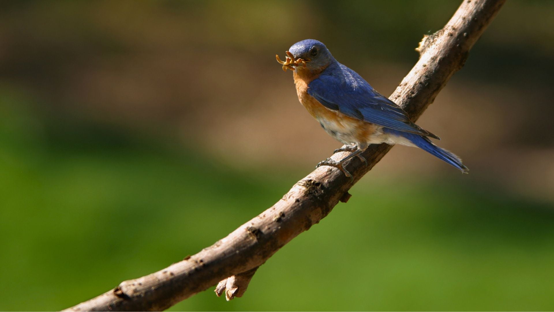 garden-birds-summer-feeding-mealworms