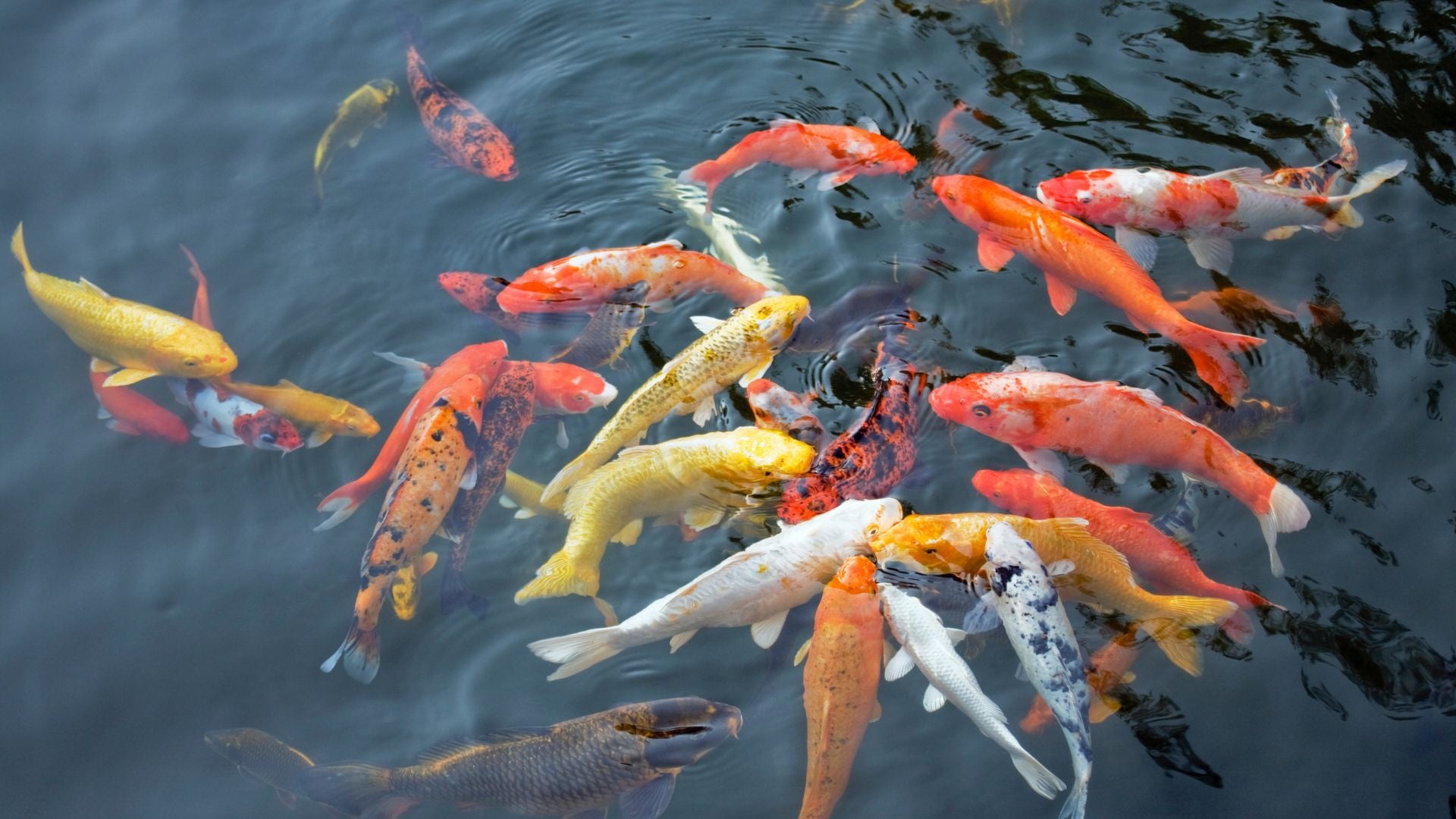 winter-pond-fish-food