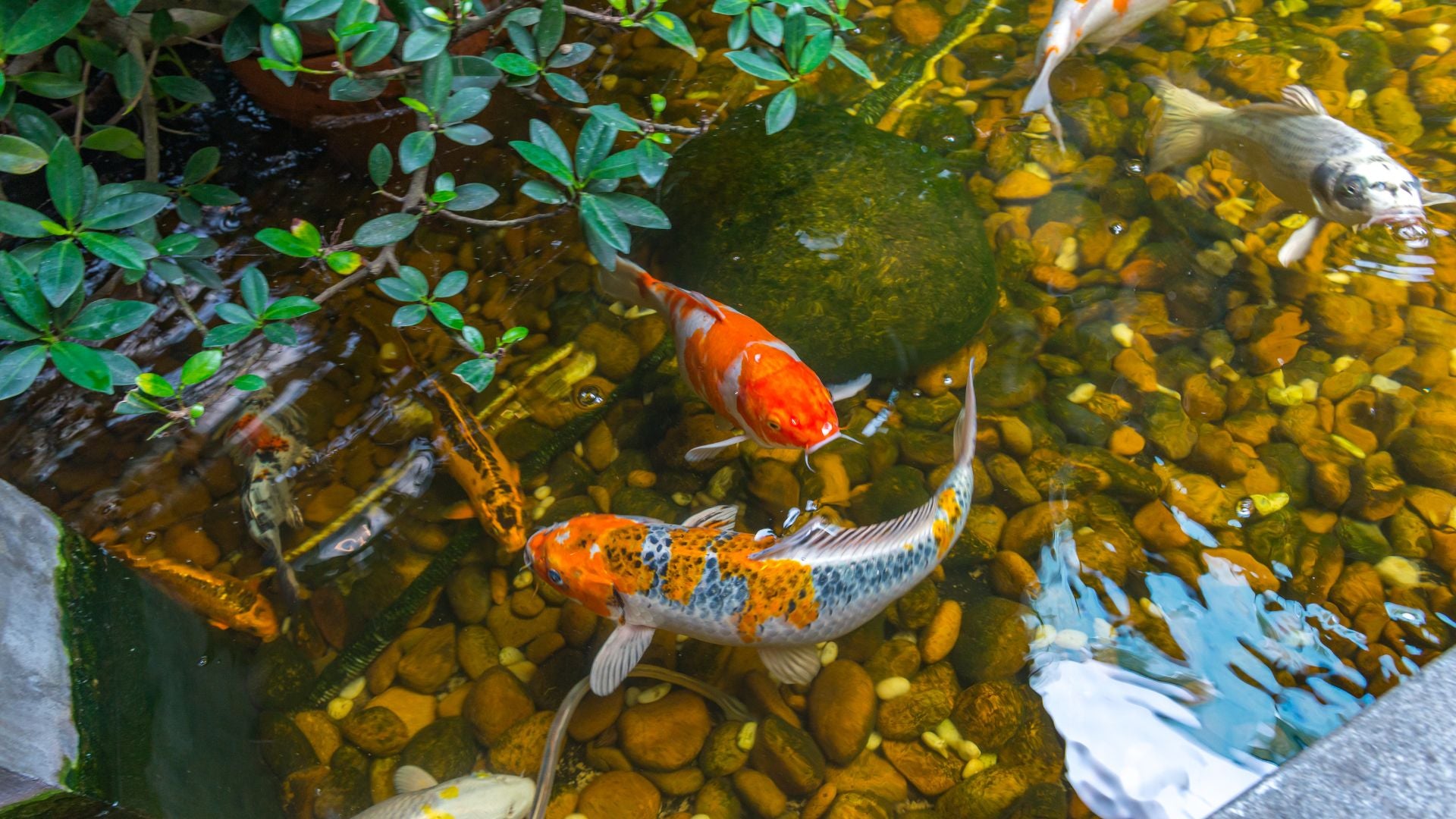 Koi wheat hotsell germ pellets