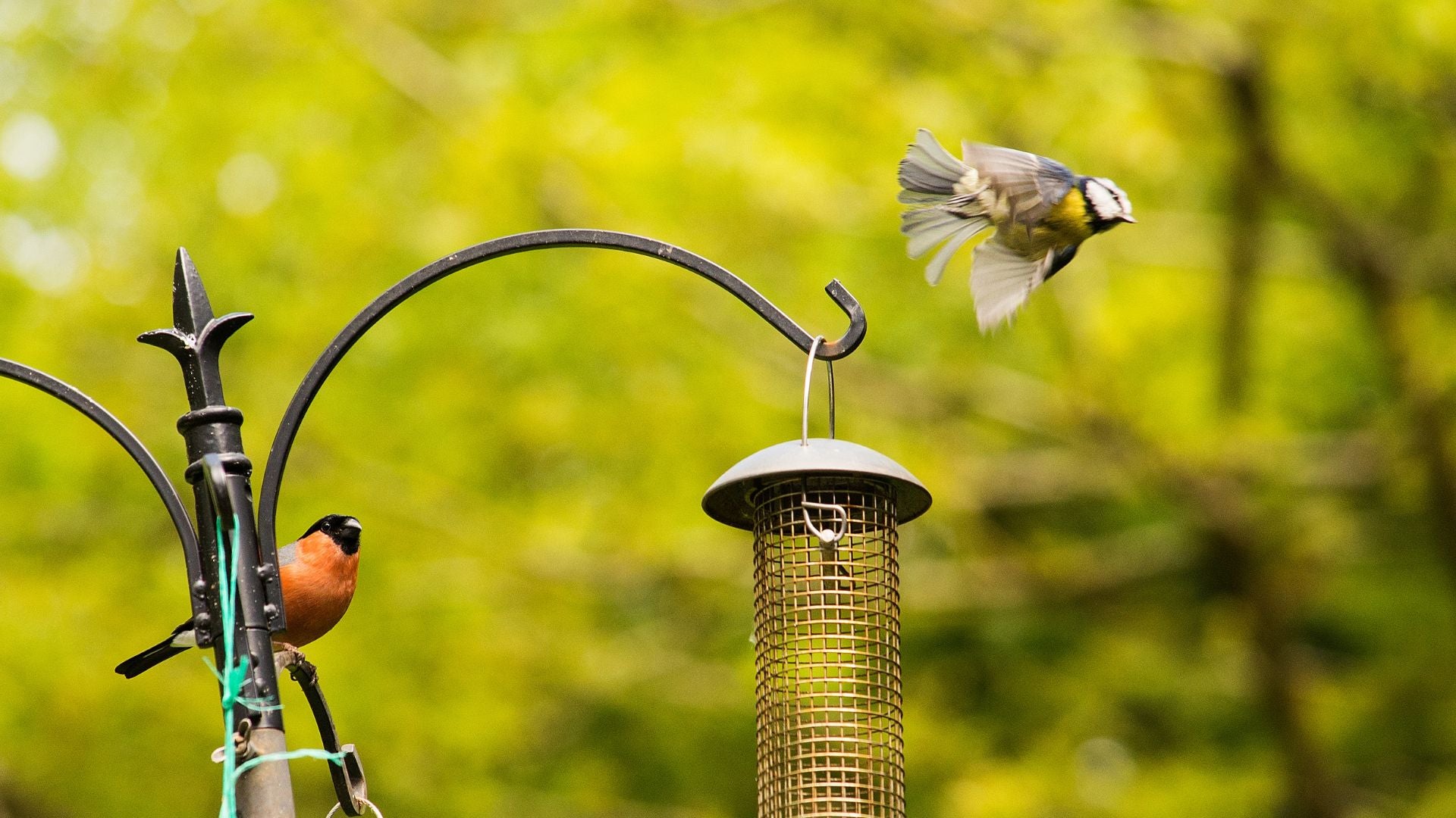 feeding-garden-birds-autumn-calciworms