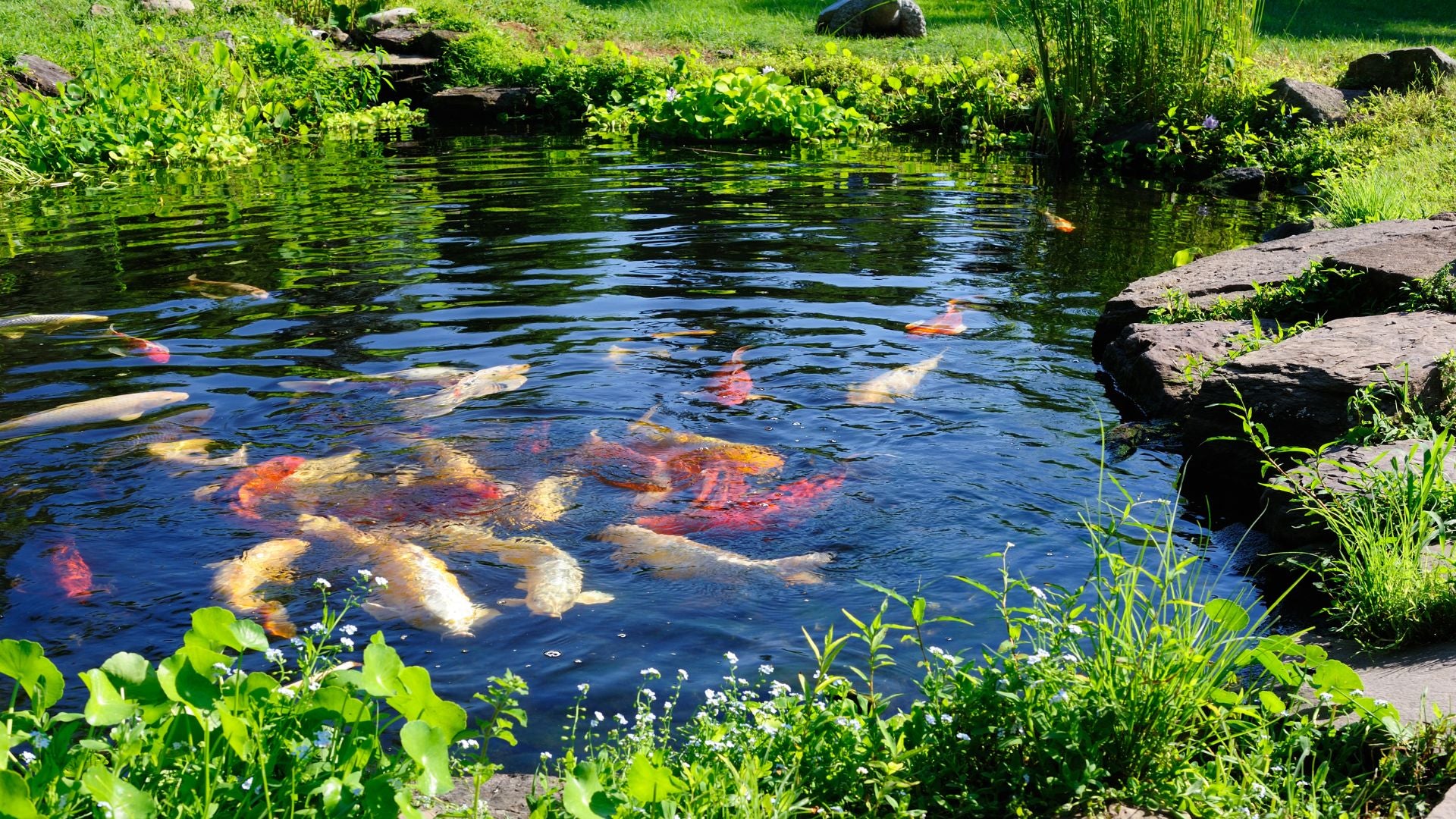 summer-garden-pond-fish-tips